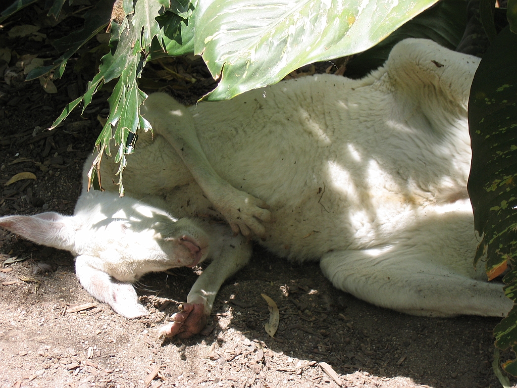 CairnsTC212 Cairns Tropical Zoo.jpg
